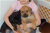 Xandar Puppy - Available for Adoption 3/14!