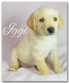 Iggi-Special Needs Pup