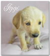 Iggi-Special Needs Pup