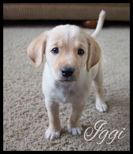 Iggi-Special Needs Pup