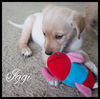 Iggi-Special Needs Pup