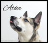 Atka