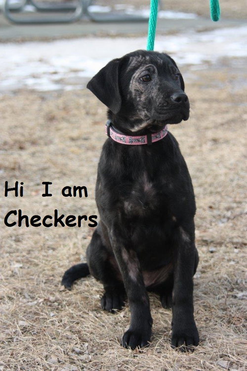 Checkers
