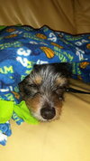 Little Bitty