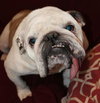 Duke