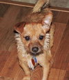 Corky