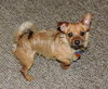 Corky