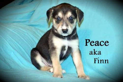 Peace