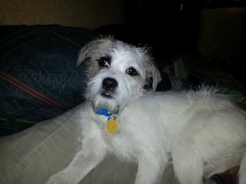 Drake Puppy