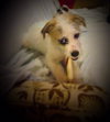 Drake Puppy