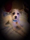 Drake Puppy