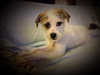 Drake Puppy