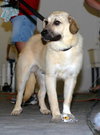 Oscar