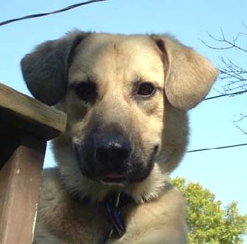 Oscar