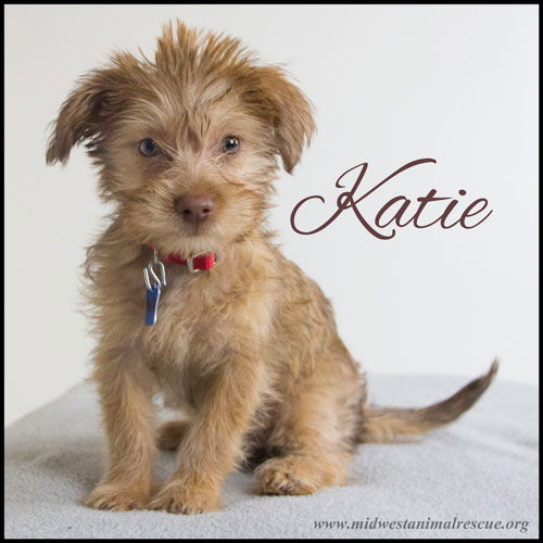 Katie -Puppy