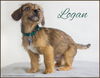 Logan Puppy