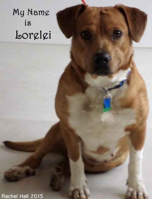 Lorelei