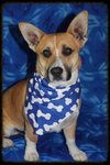 Holton - URGENT! Foster Needed!