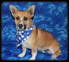 Holton - URGENT! Foster Needed!