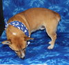 Holton - URGENT! Foster Needed!