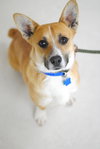 Holton - URGENT! Foster Needed!