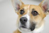 Holton - URGENT! Foster Needed!