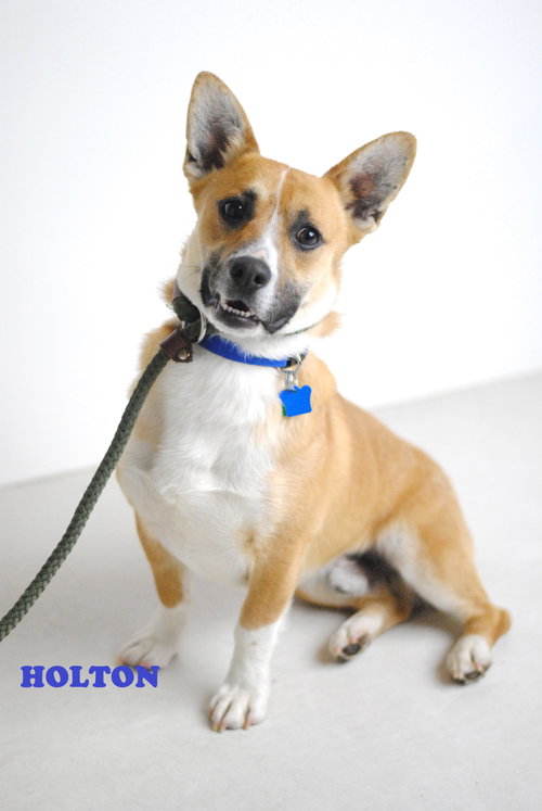 Holton - URGENT! Foster Needed!