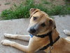 Charlie
