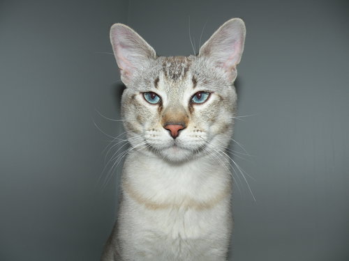 Lynx
