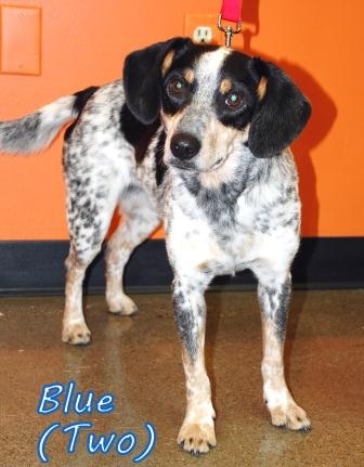 Blue Two