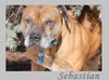 Sebastian