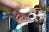 Howie -PUPPY