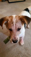 Howie -PUPPY