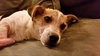 Howie -PUPPY