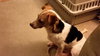 Howie -PUPPY