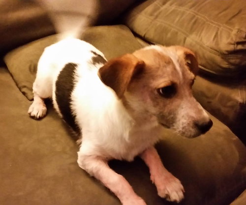 Howie -PUPPY
