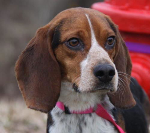 Penelope
