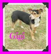 Gigi