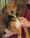 Scraps  -PUPPY
