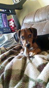 Scraps  -PUPPY