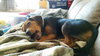 Scraps  -PUPPY