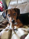 Scraps  -PUPPY
