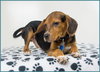 Scraps  -PUPPY
