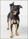 Frisco -Pup