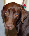 Cocoa