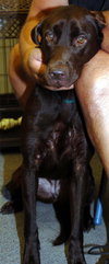 Cocoa