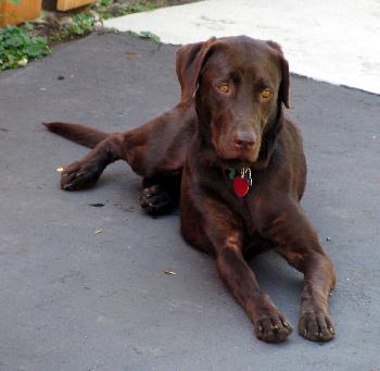 Cocoa