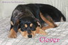 Clover