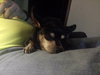 Tia Marie