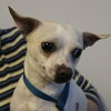 Chico